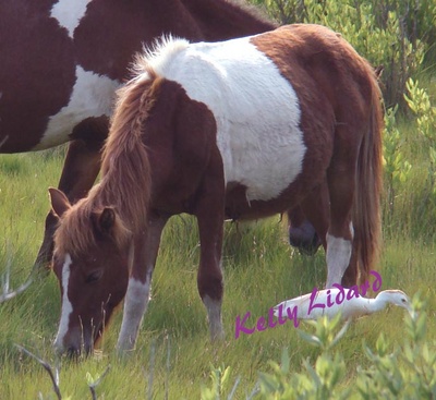 yearling_23a4127s_colt_20080625z0231_400